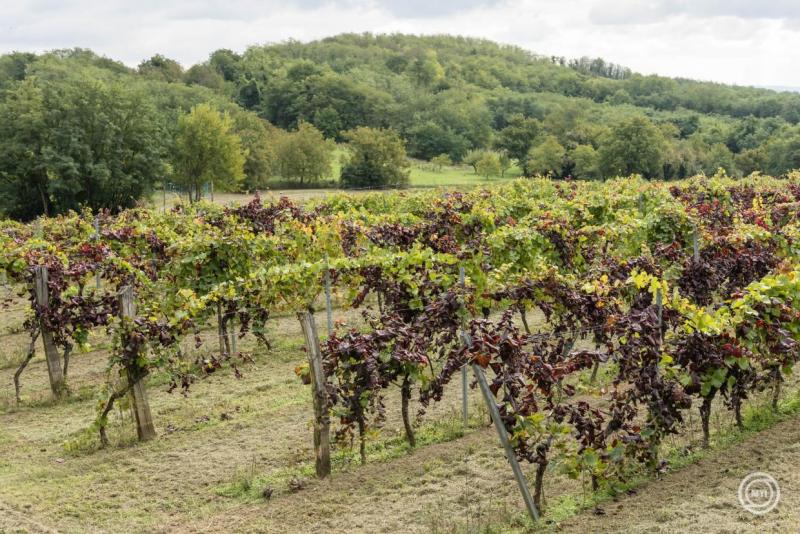 Agrárminisztérium: folytatódik a küzdelem a szőlő aranyszínű sárgaság ellen.