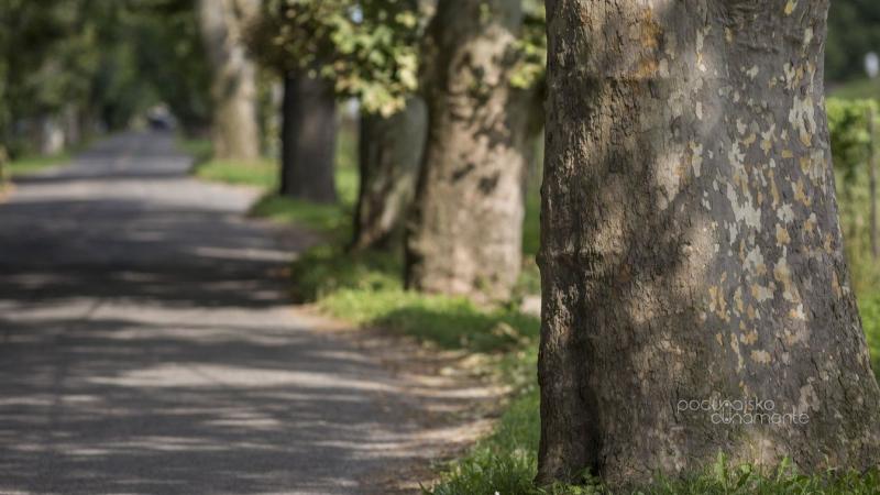Fedezd fel az Erzsébet-sziget rejtett kincseit: olyan érdekességek, amelyek talán elkerülték a figyelmedet!