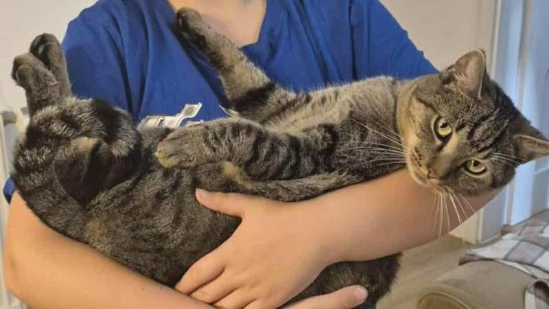 A macska hangos nyávogásával hívta fel a figyelmet, és ezzel megmentette a család életét.