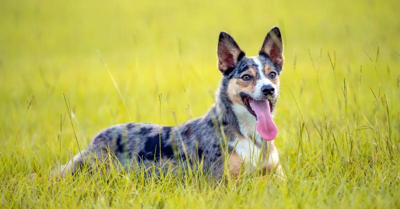 Heeler típusú terelőkutyák: a puritán lángelmék, akik a mezők szívverését képviselik. E fajták nem csupán a terelés mesterei, hanem rendkívüli intelligenciájukkal és elszántságukkal is kitűnnek. Az élet egyszerű, mégis gazdag örökségét hordozzák, hiszen m