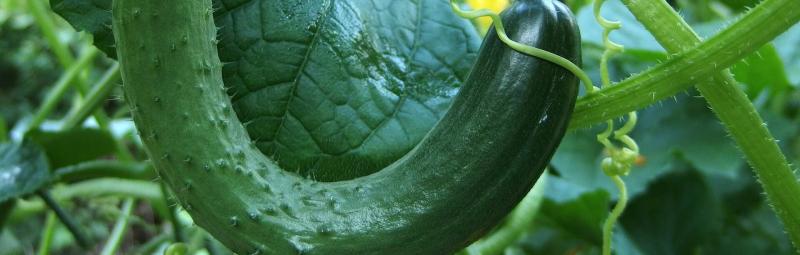 Az uborkák hosszabbodása mögött több tényező állhat. Először is, a növények genetikája fontos szerepet játszik: a különböző fajták eltérő növekedési ütemmel és formával rendelkeznek. Másodsorban, a termesztési körülmények, mint például a talaj tápanyagtar